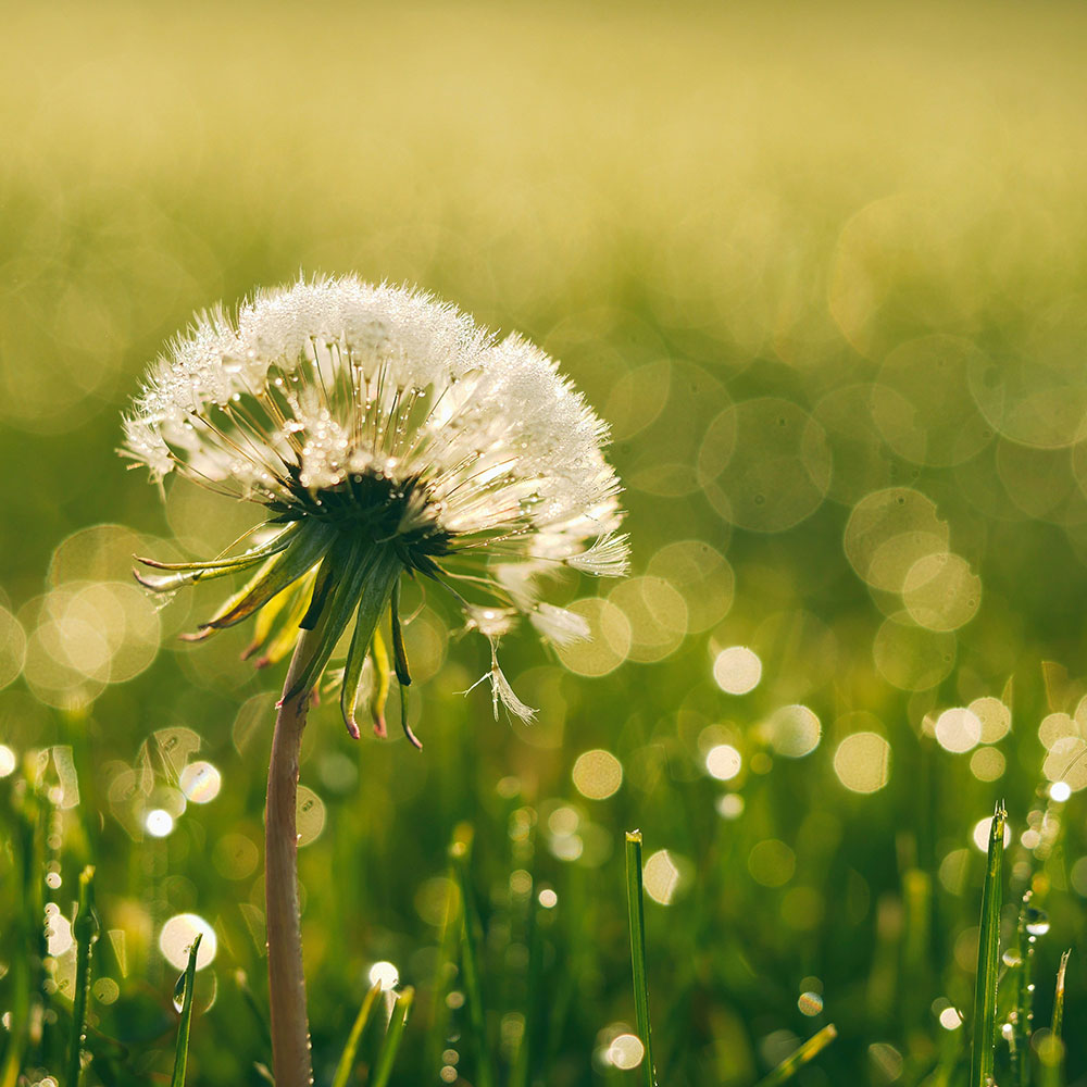 Close up view of a dandelion in a field