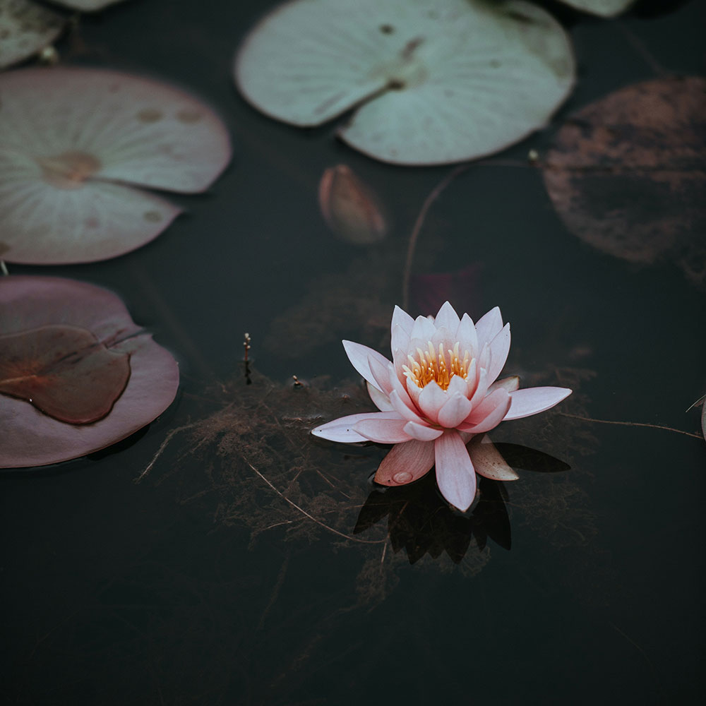 Lotus flower on dark water