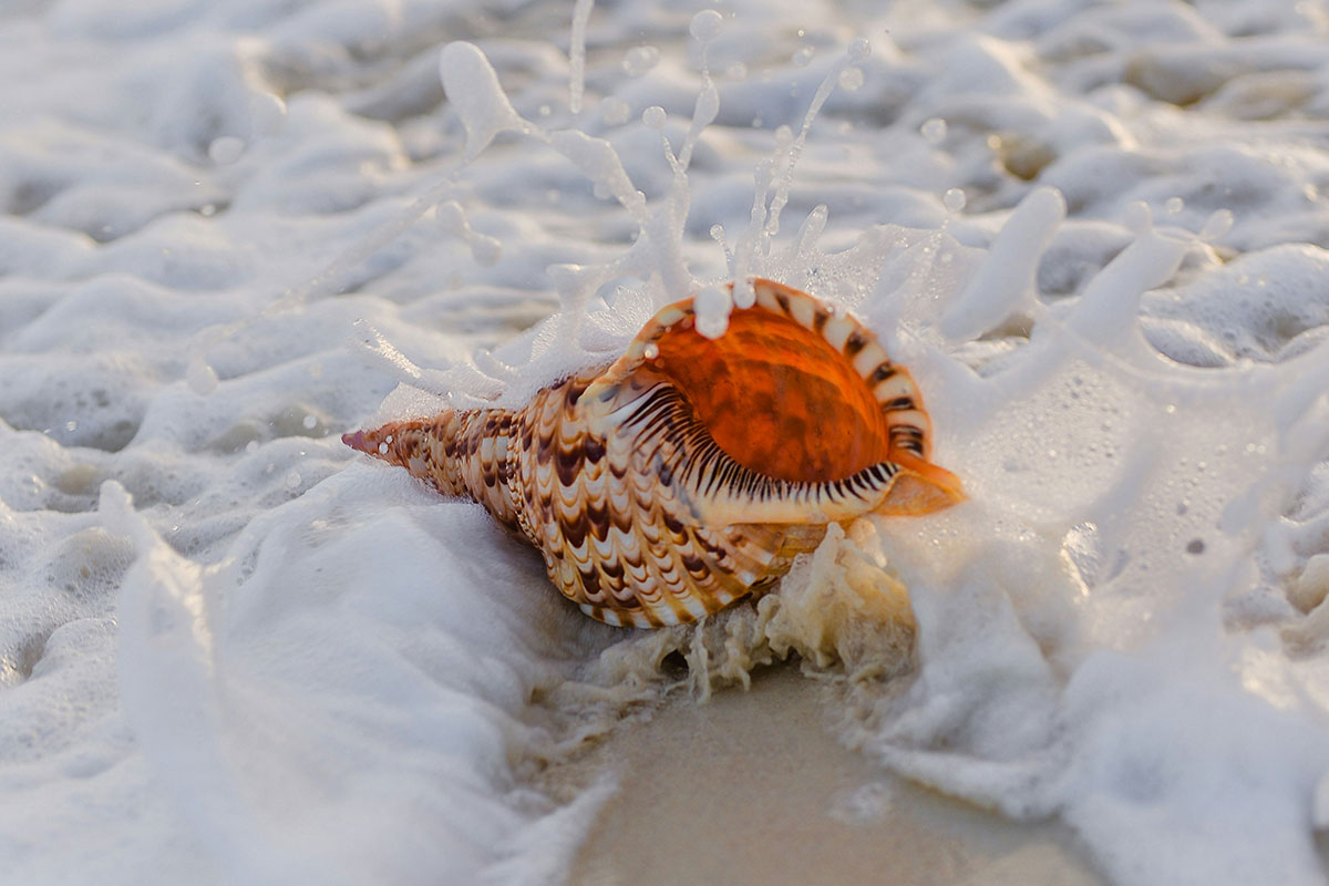 Foamy wave breaking over a seashell on the beach